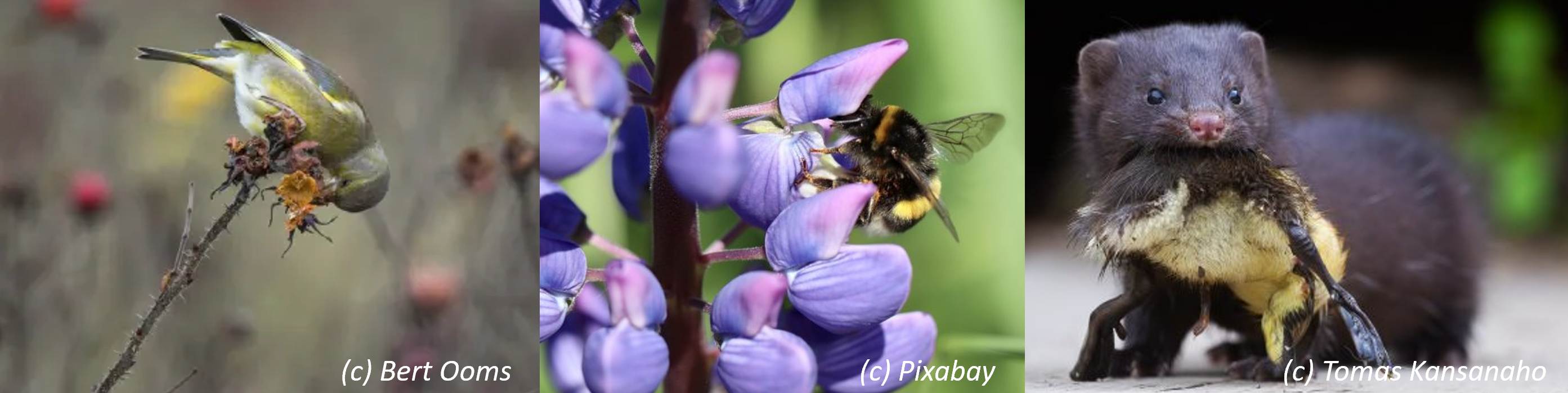 Examples of novel interactions emerging between native and alien species in Europe where the number of alien species is predicted to strongly increase during the 21st century. From left: native Greenfinch (Chloris chloris) eating fruits of alien beach rose (Rosa rugosa); native white-tailed bumblebee (Bombus lucorum) looking for nectar and pollen from alien large-leaved lupine (Lupinus polyphyllus); alien American mink (Neogale vison) has caught a chick of a native duck. The alien species in these examples are also invasive, causing documented negative impacts on humans and nature.